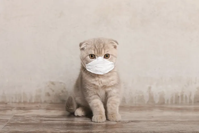 Framed Print : Cat in medical face mask. Coronavirus and stay at home
