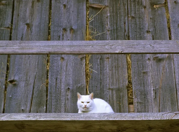 Framed Print : Cat at a old farmhouse, Studor, Slovenia