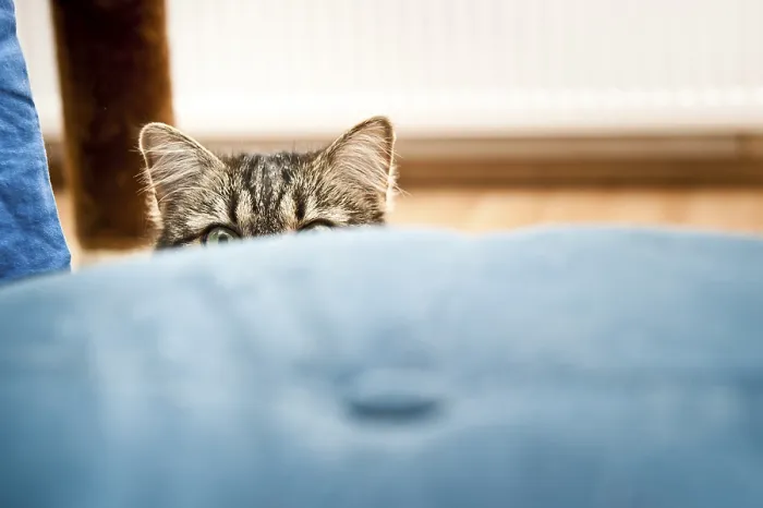 Framed Print : A cat peeks over a blue cushion Framed Print : A cat peeks over a blue cushion