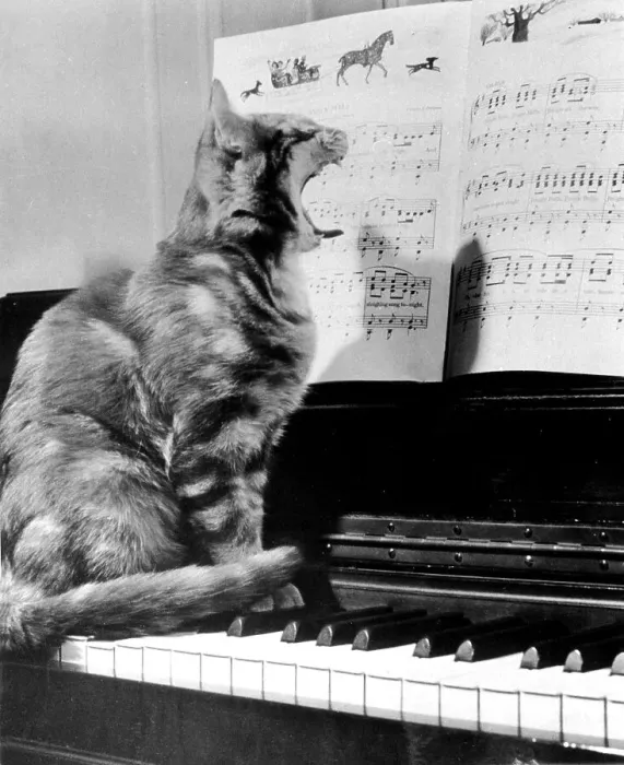 Framed Print : Cat on piano, ca. 1950, exact place unknown