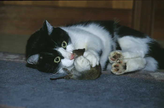 Framed Print : Cat with prey (Felis cattus)