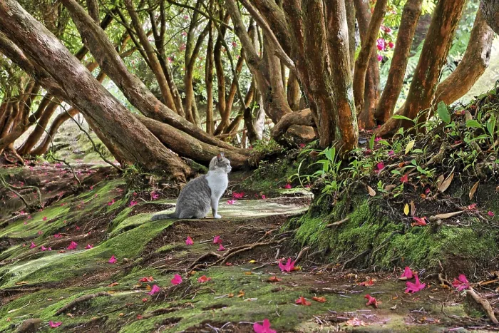 Framed Print : A cat under a rhododendron tree