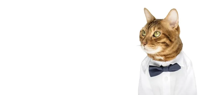 Framed Print : The cat in a shirt and a bow tie on a white background is isolated