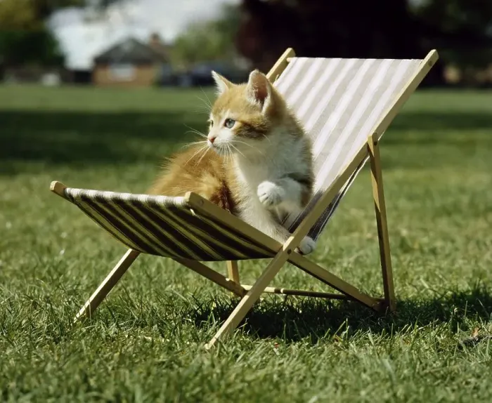 Framed Print : Cat sits in deck chair, England, Great Britain