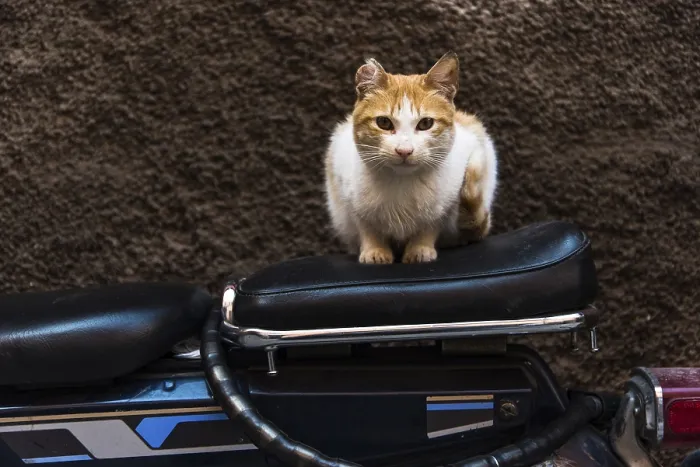 Framed Print : Cat sitting on bike in backstreet while looking at camera Framed Print : Cat sitting on bike in backstreet while looking at camera