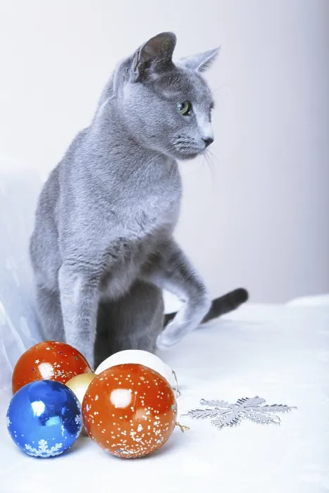 Framed Print : Cat sitting at the Christmas balls and decoration