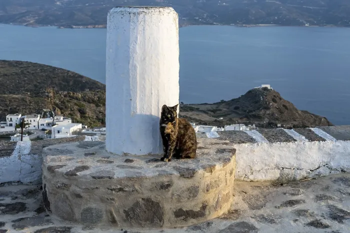 Framed Print : Cat sitting next to a column on a stone wall
