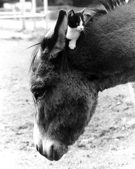 Framed Print : Cat sitting on donkey's head