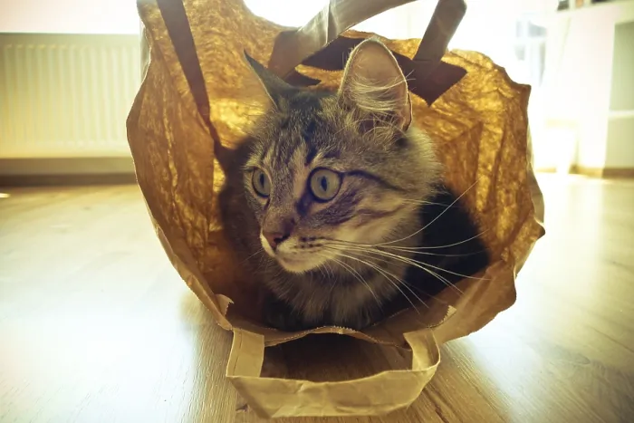 Framed Print : A cat sitting inside a paper bag on a wooden floor with sunlight filtering through Framed Print : A cat sitting inside a paper bag on a wooden floor with sunlight filtering through