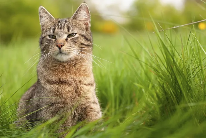 Framed Print : Cat is sitting in a meadow, spring and summer season