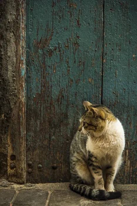 Framed Print : Cat sitting in old street in Morocco