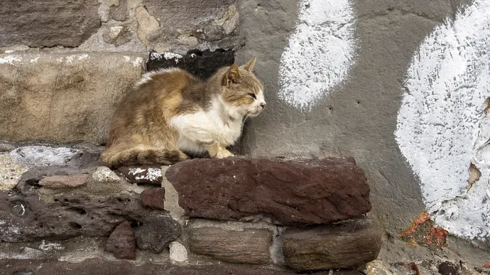 Framed Print : Cat sitting on a stone wall, climate Framed Print : Cat sitting on a stone wall, climate