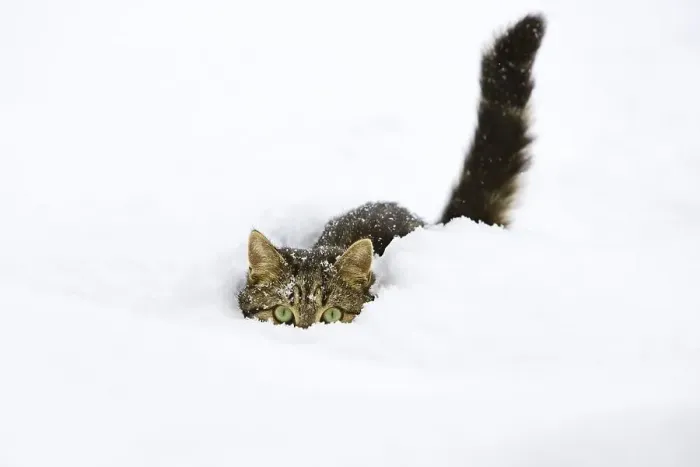 Framed Print : Cat in snow, domestic cat, male Framed Print : Cat in snow, domestic cat, male