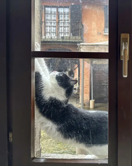 Framed Print : Cat Stretching in a Window in Switzerland