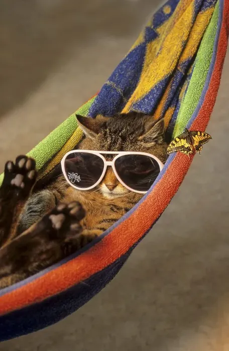 Framed Print : Cat with sunglasses in hammock, funny animal photo, butterfly Framed Print : Cat with sunglasses in hammock, funny animal photo, butterfly