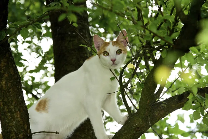 Framed Print : Cat, Turkish Van, domestic cat, in tree