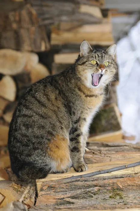 Framed Print : Cat on woodpile yawning in rustic surroundings