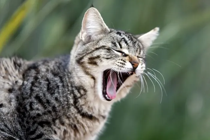 Framed Print : Cat yawning