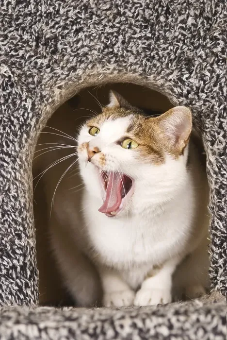 Framed Print : Cat yawning in cat's houseCat yawning in cat's house