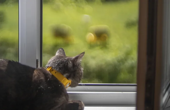 Framed Print : Cat with a yellow collar looks out a window at a blurred green outdoors Framed Print : Cat with a yellow collar looks out a window at a blurred green outdoors