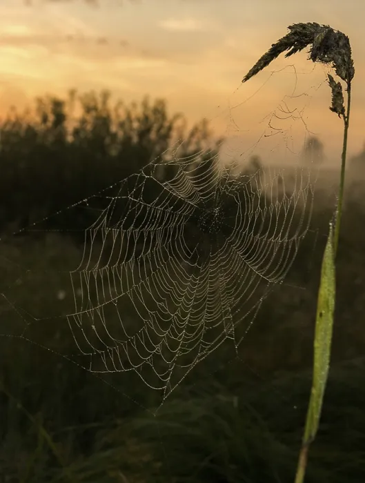 Framed Print : Catching a spider net in the grass against the sunset Framed Print : Catching a spider net in the grass against the sunset
