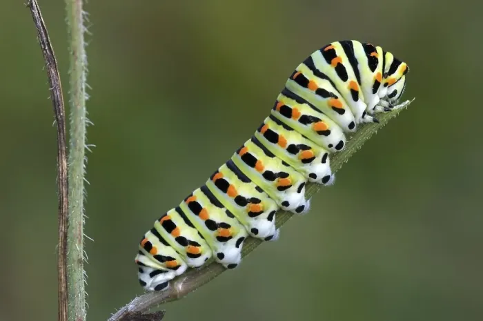 Framed Print : Caterpillar of common yellow swallowtail (Papilio machaon)