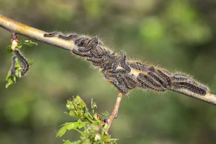Framed Print : Caterpillar larvae, Brown tail caterpillars on tree Framed Print : Caterpillar larvae, Brown tail caterpillars on tree