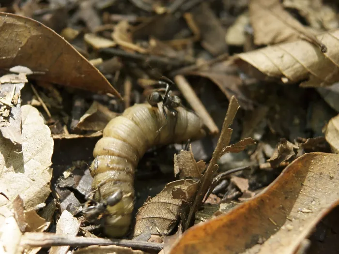 Framed Print : Caterpillar, Leaves, Ilha Grande