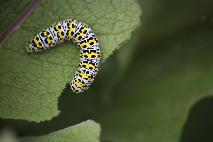 Framed Print : Caterpillar of the mullein monk Framed Print : Caterpillar of the mullein monk