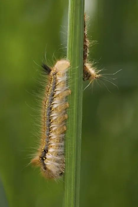 Framed Print : Caterpillar (philudoria potatoria)
