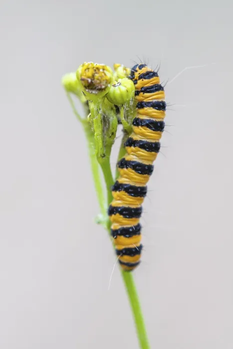 Framed Print : Caterpillar of the scabious bear (Tyria jacobaeae)