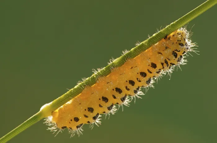 Framed Print : Caterpillar of a Six-spot Burnet Moth (Zygaena filipendulae)