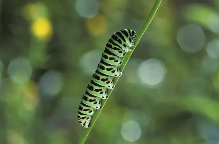 Framed Print : Caterpillar Swallowtail Butterfly Papilio machaon Larva Germany