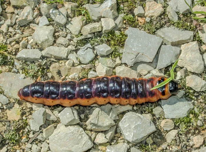 Framed Print : Caterpillar of the willow drill Cossus cossus' Caterpillar of the willow drill Cossus cossus