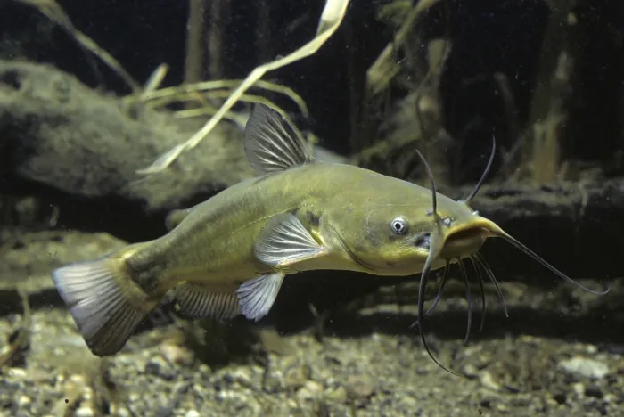 Framed Print : Catfish (Ictalurus melas)
