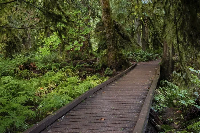 Framed Print : Cathedral Grove, Pacific Rim National Park