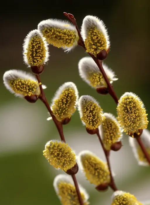 Framed Print : Catkin willow, willow catkin, detail goat willow (Salix caprea) Framed Print : Catkin willow, willow catkin, detail goat willow (Salix caprea)
