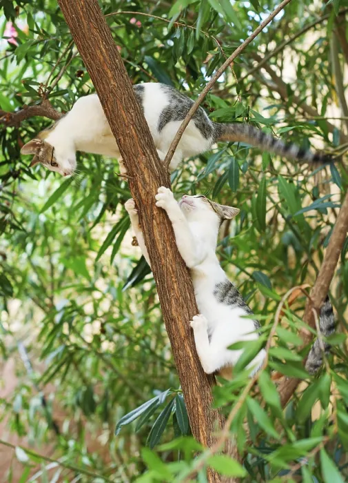 Framed Print : Two cats climbing on the tree