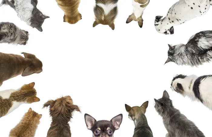 Framed Print : Cats and dogs of different breeds looking down