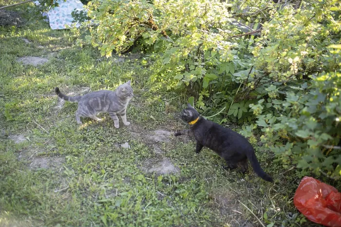 Framed Print : Two cats face-off in a lush garden setting among greenery