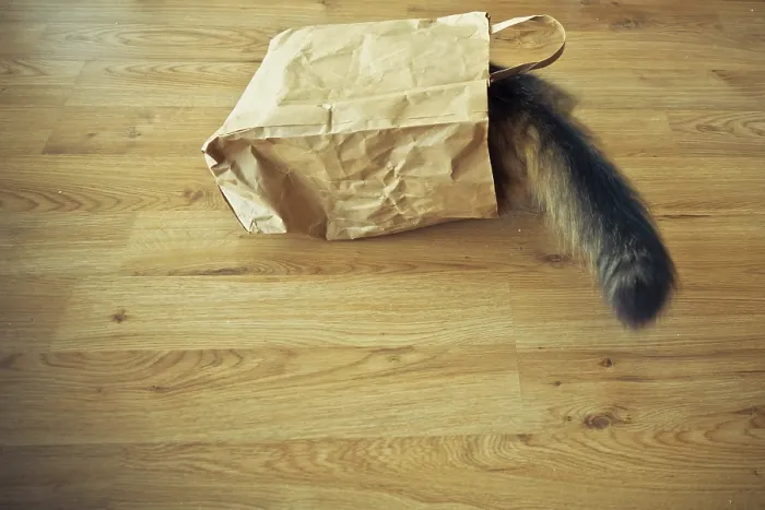 Framed Print : A cat's furry tail sticking out of a paper bag on a wooden floor