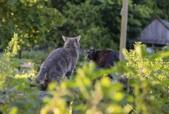 Framed Print : Two cats in a green garden setting