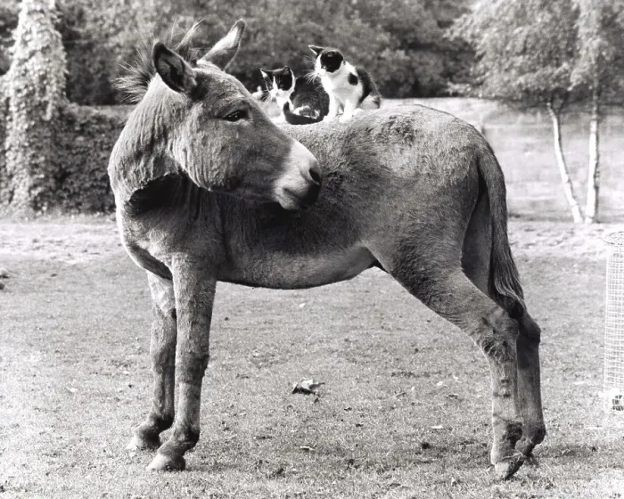 Framed Print : Cats ride on donkeys, England, Great Britain