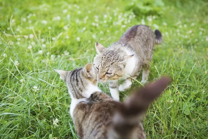 Framed Print : Two cats sniff each other at a meeting Framed Print : Two cats sniff each other at a meeting