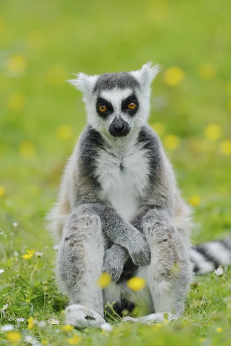Framed Print : Catta (Lemur catta), captive, occurring in Madagascar