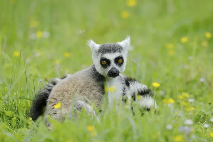 Framed Print : Catta (Lemur catta), Germany, captive Framed Print : Catta (Lemur catta), Germany, captive