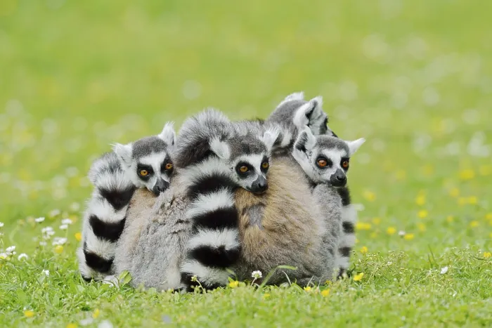 Framed Print : Catta (Lemur catta), group sitting in a meadow Framed Print : Catta (Lemur catta), group sitting in a meadow