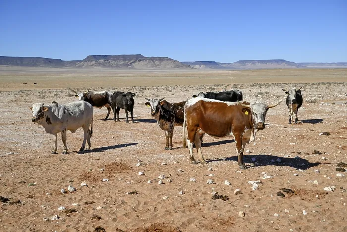 Framed Print : Cattle in the barren landscape near Aus Framed Print : Cattle in the barren landscape near Aus