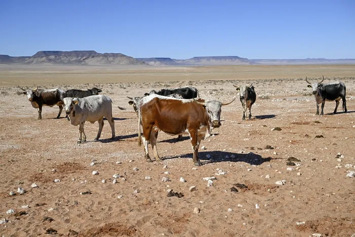 Framed Print : Cattle in the barren landscape near Aus