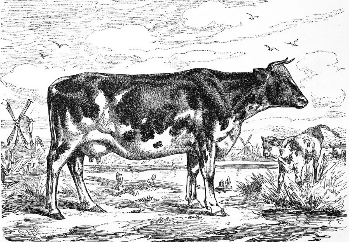 Framed Print : Cattle breed, a cow from the Netherlands Framed Print : Cattle breed, a cow from the Netherlands